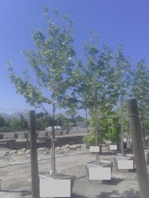Photo for Platanus × acerifolia (London Plane Tree)