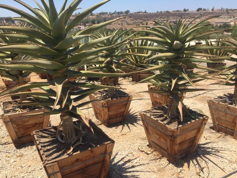 Photo for Aloe 'Hercules' (Hercules Aloe)