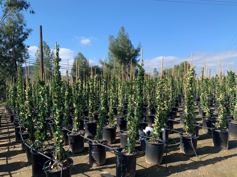 Photo for Ligustrum japonicum 'Texanum' (Column) (Waxleaf Privet)