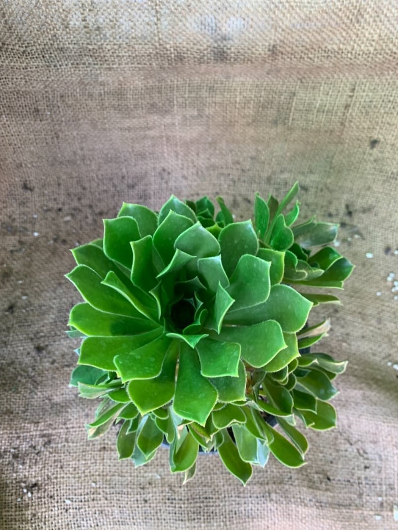 Photo for Aeonium arboreum (Green Tree Aeonium)