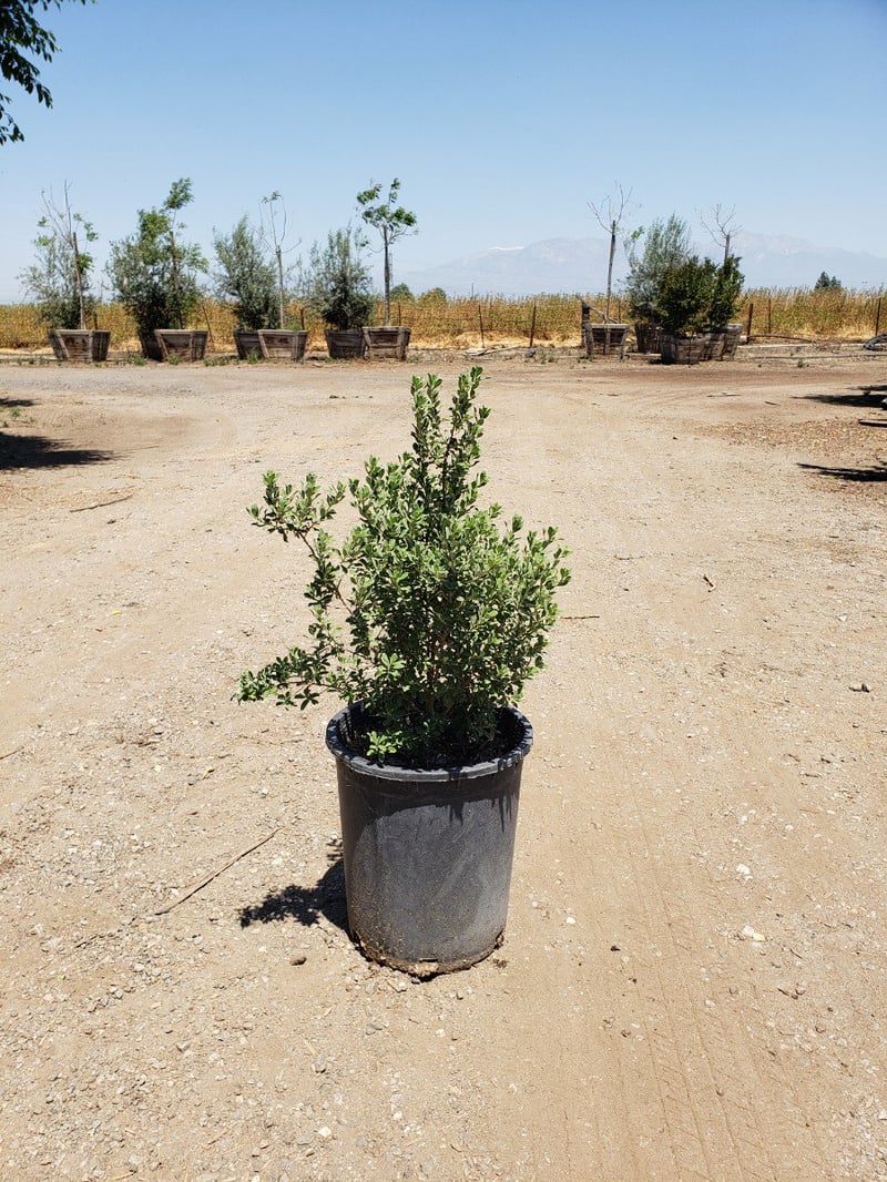 Photo for Leucophyllum frutescens (Texas Sage)