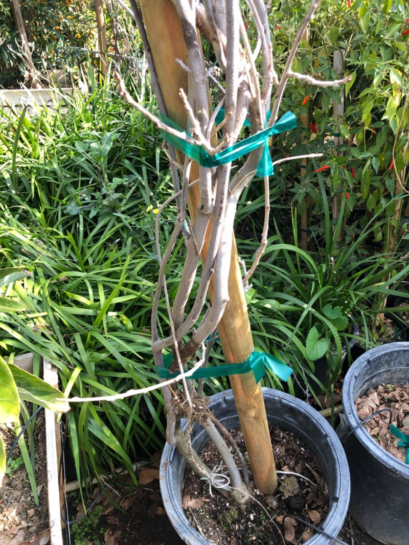 Photo for Wisteria sinensis (Chinese Wisteria)