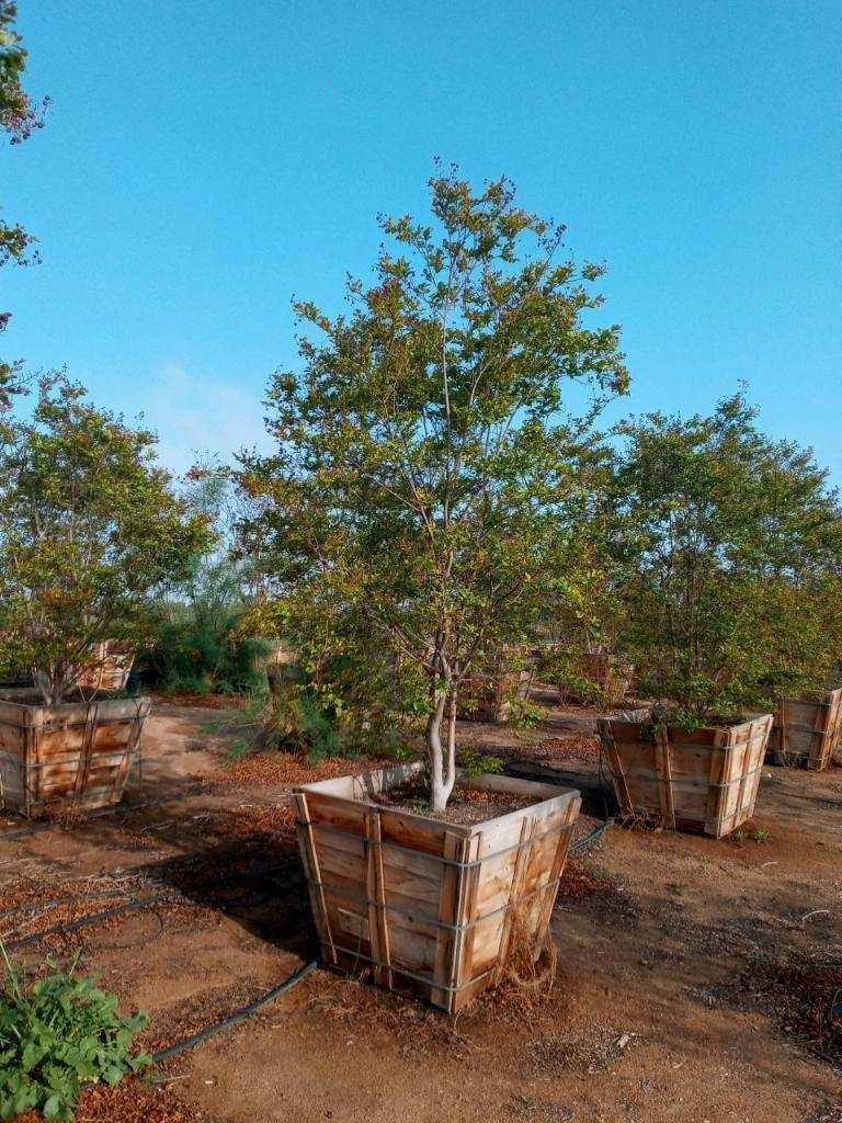 Photo for Lagerstroemia indica x fauriei 'Natchez' (Multi) (Natchez Crape Myrtle)
