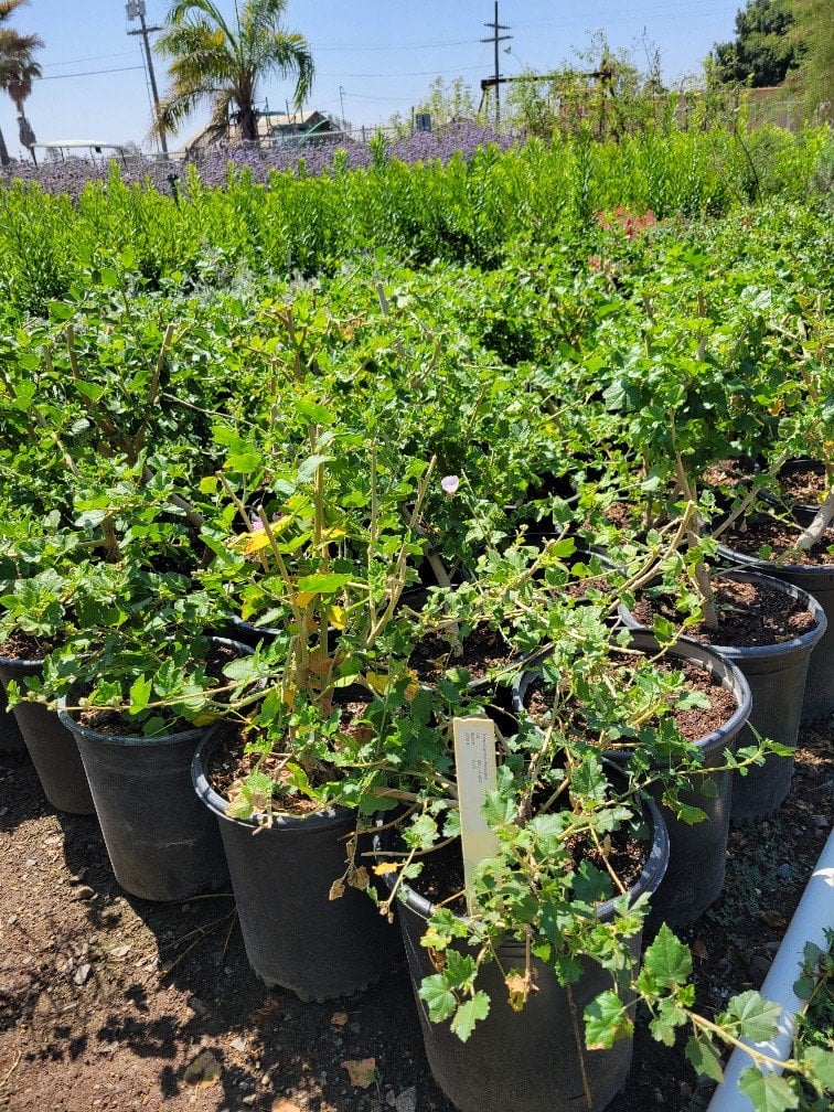 Photo for Malacothamnus fasciculatus (Chaparral Mallow)