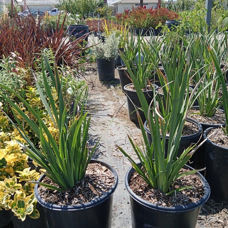 Photo for Dietes grandiflora (Fortnight Iris)