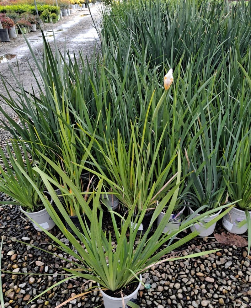 Photo for Dietes vegeta 'Variegata' (Variegated Fortnight Lily)
