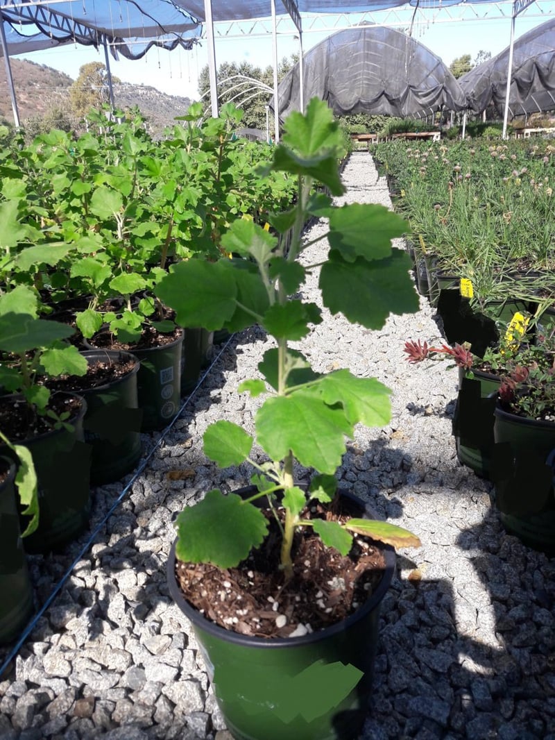 Photo for Malacothamnus fasciculatus (Chaparral Mallow)