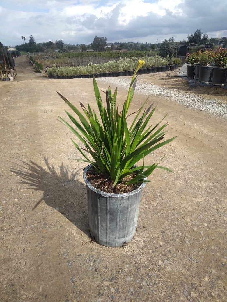 Photo for Anigozanthos 'Bush Gold' (Yellow Kangaroo Paw)