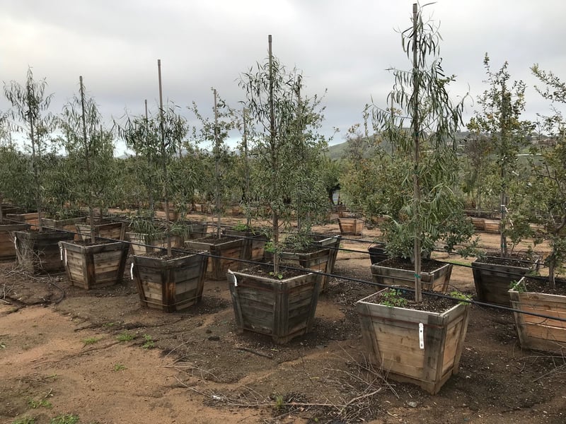 Photo for Geijera parviflora (Standard) (Australian Willow)
