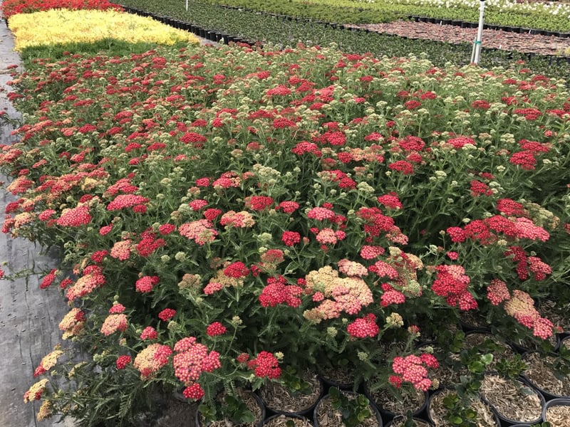 Photo for Achillea 'Paprika' (Paprika Yarrow)