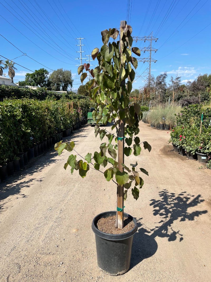 Photo for Cercis canadensis (Standard) (Eastern Redbud)