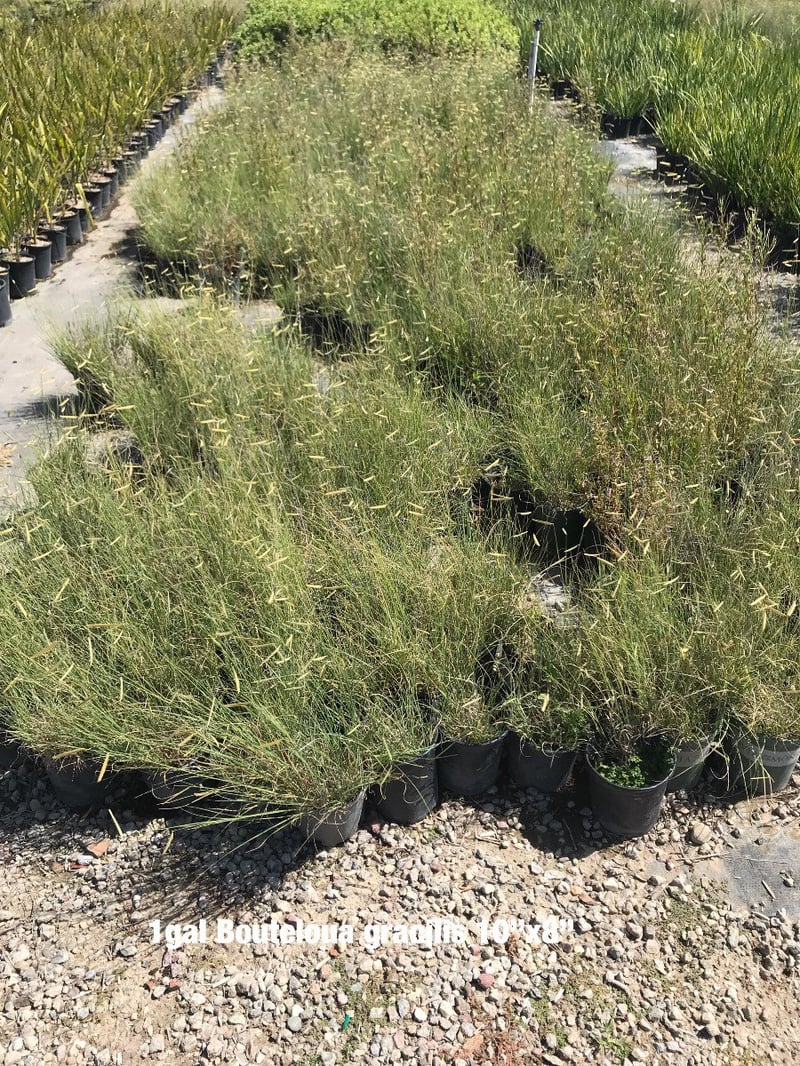Photo for Bouteloua gracilis 'Blonde Ambition' (Blonde Ambition Blue Grama Grass)