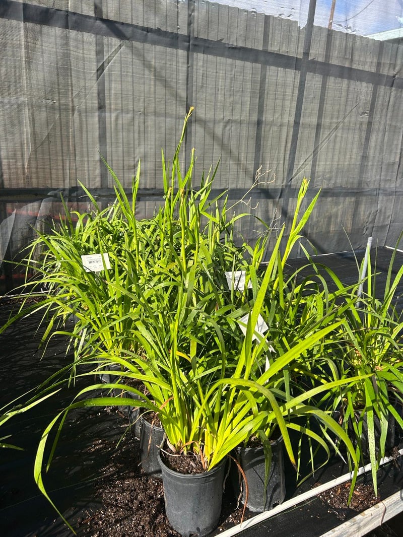Photo for Anigozanthos 'Bush Dawn' (Yellow Kangaroo Paw)