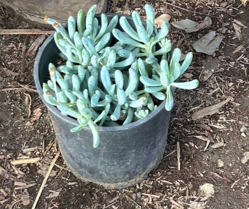 Photo for Senecio serpens (Blue Chalksticks)