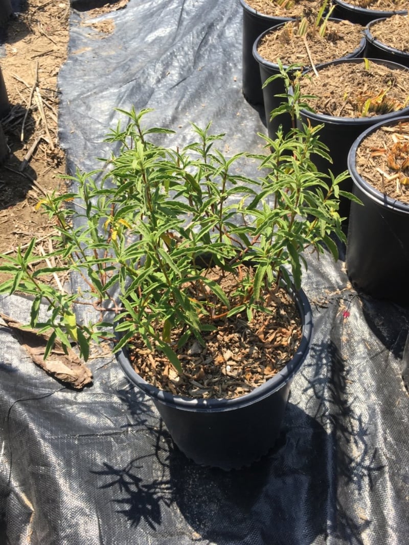 Photo for Cistus purpureus (Purple Rockrose)