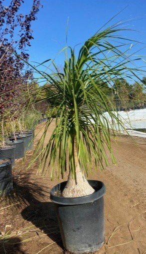 Photo for Beaucarnea recurvata (Ponytail Palm, Bottle Palm)