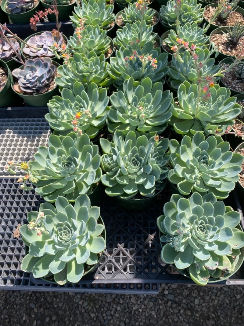 Photo for Echeveria ‘Blue Atoll’ (Blue Atoll Echeveria)
