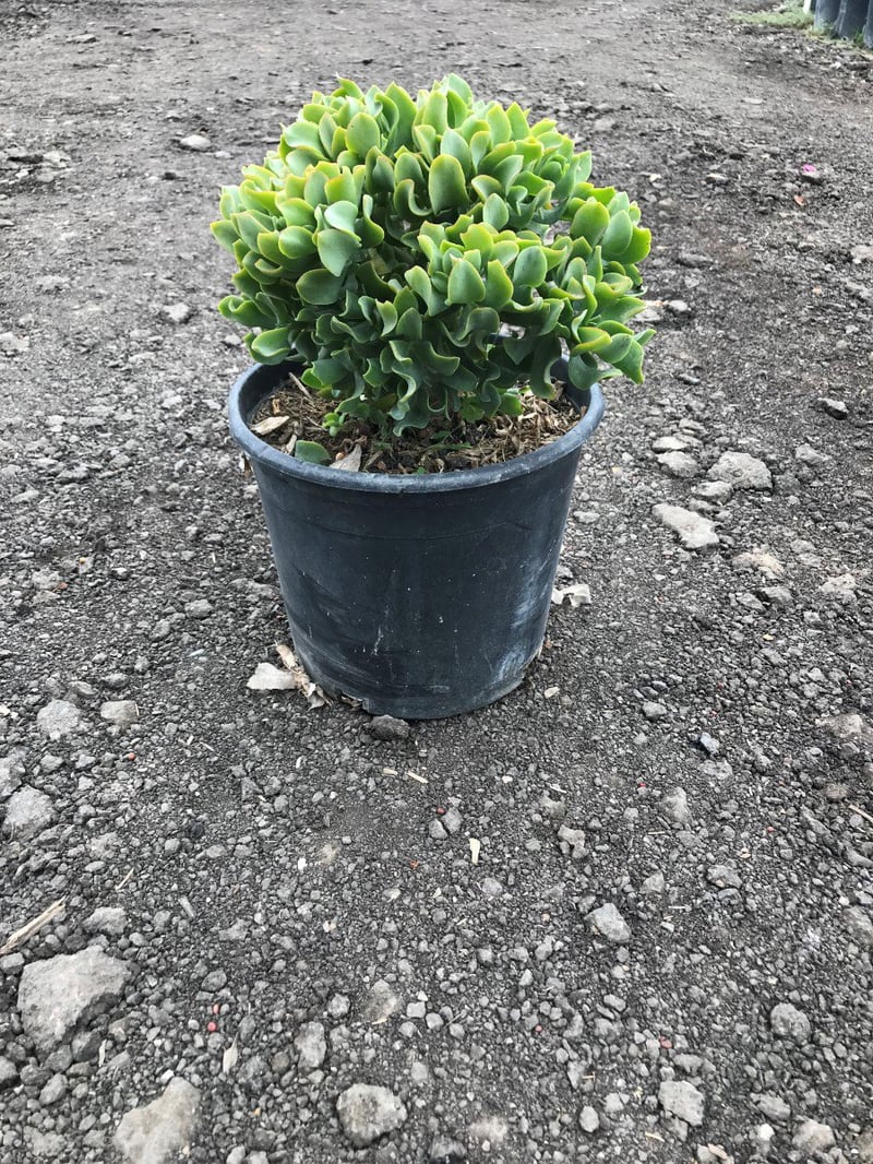 Photo for Crassula arborescens ssp. undulatifolia (Ripple Jade)