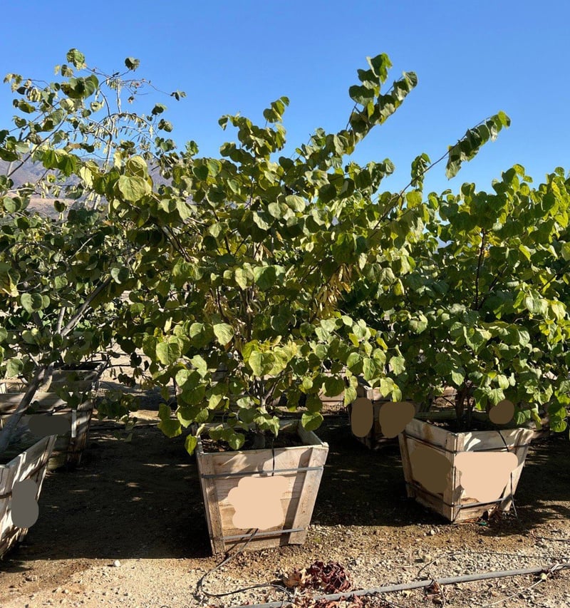 Photo for Cercis canadensis (Multi) (Eastern Redbud)