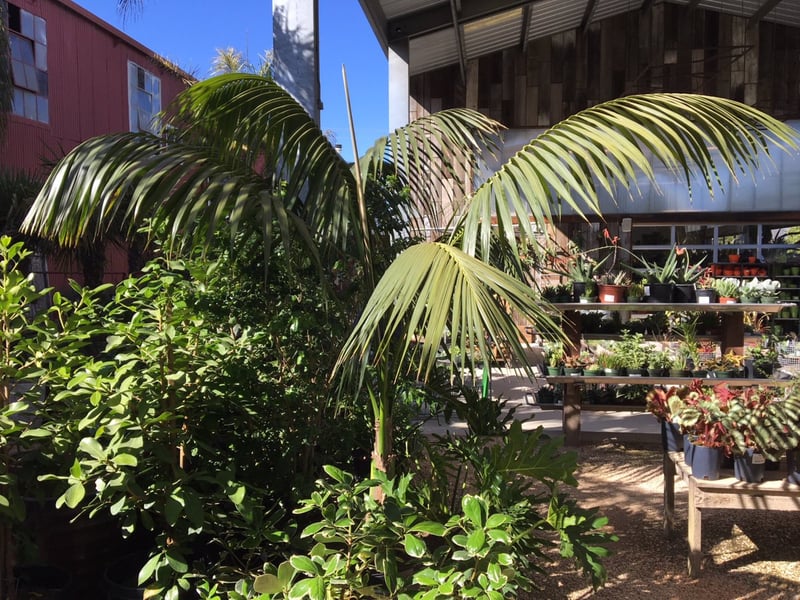 Photo for Howea forsteriana (Kentia Palm)