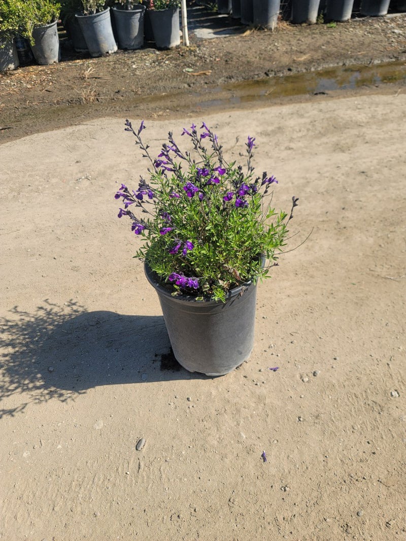 Photo for Salvia greggii 'Purple' (Autumn Sage)