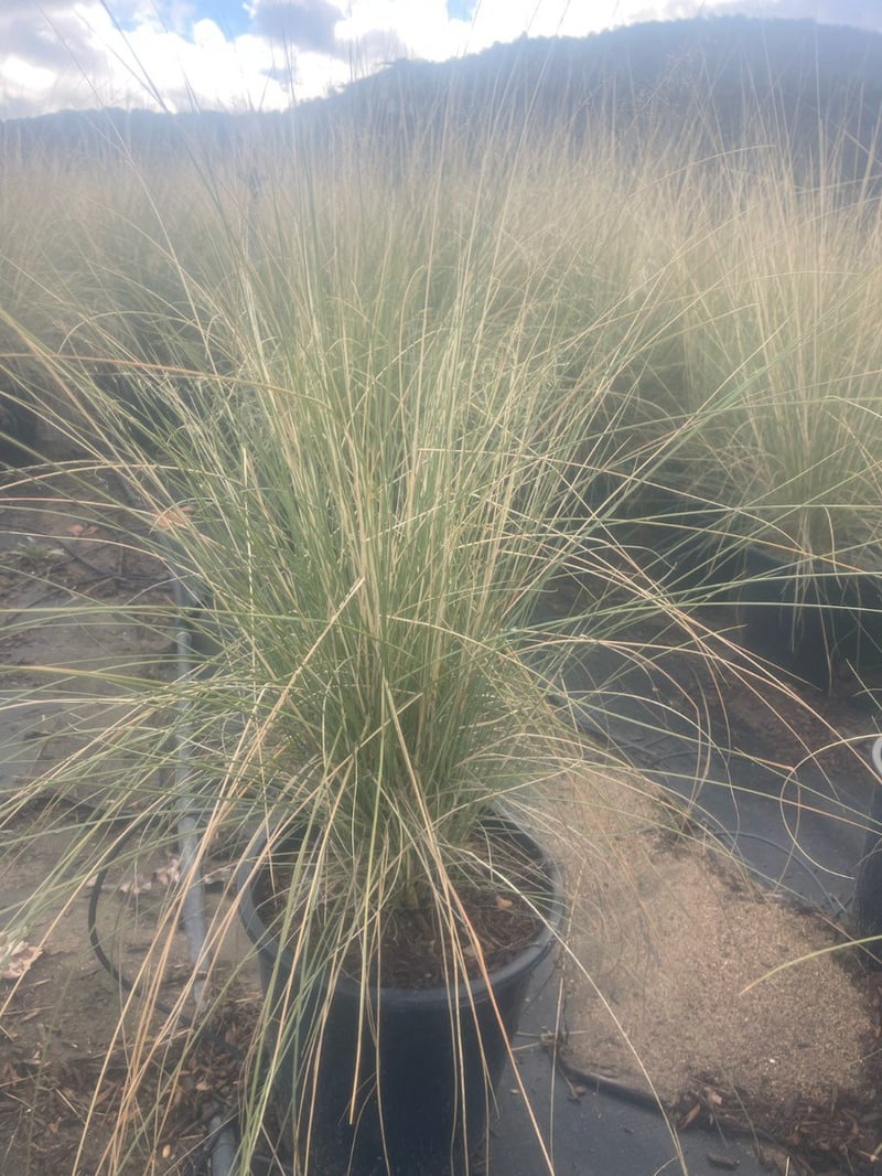 Photo for Muhlenbergia capillaris 'Regal Mist' (Gulf Muhly)