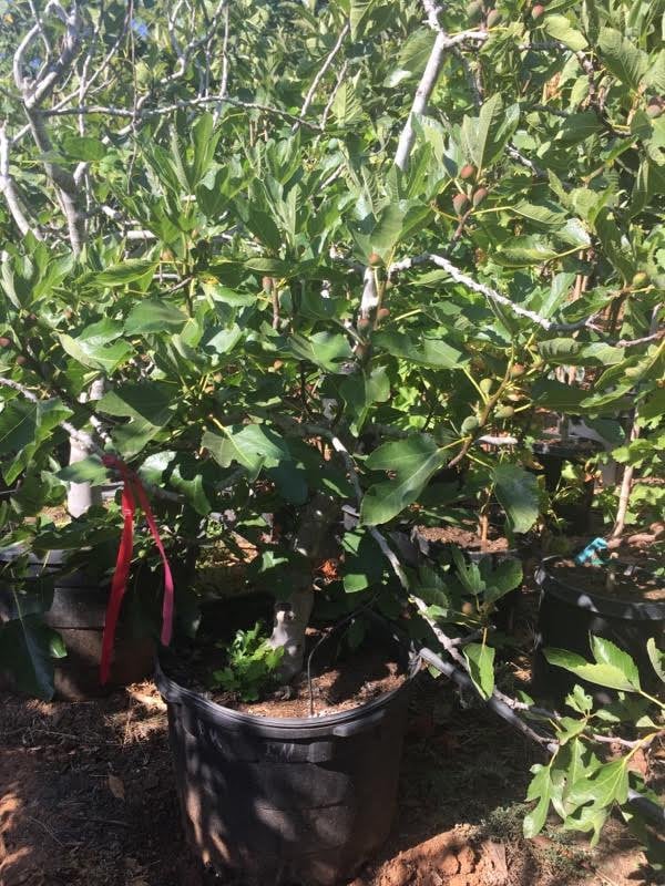 Photo for Ficus carica 'Black Mission' (Black Mission Fig)