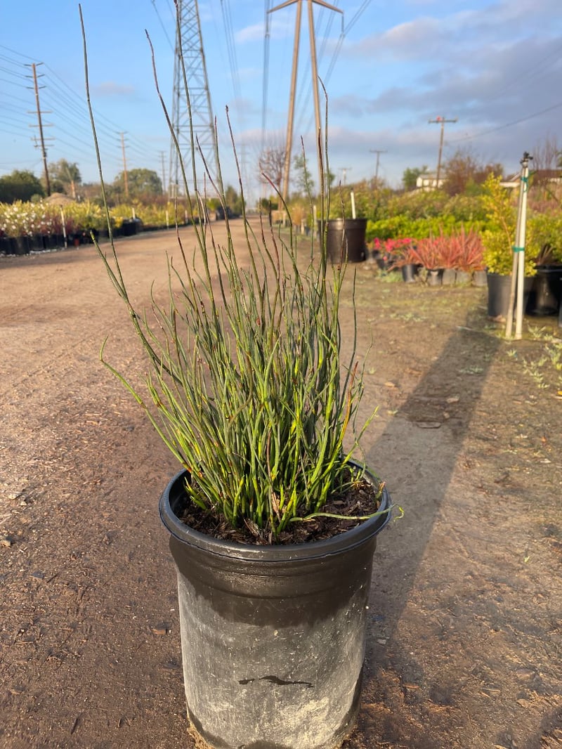 Photo for Chondropetalum tectorum (Small Cape Rush)