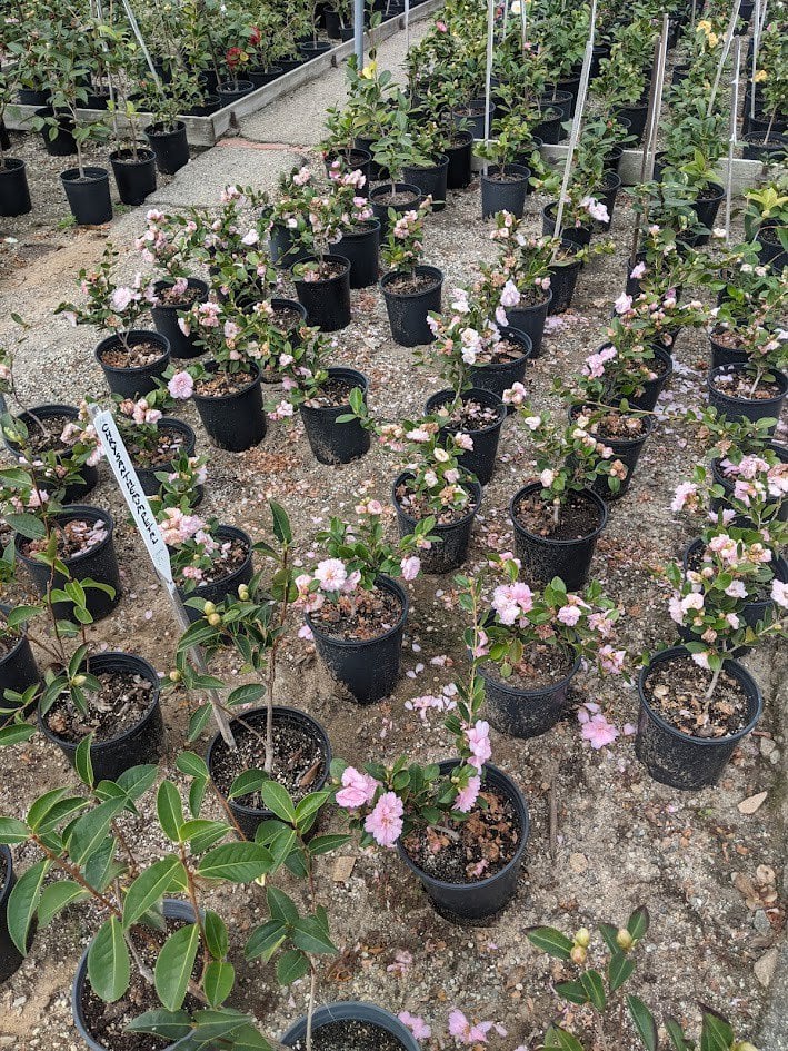 Photo for Camellia japonica 'Nuccio's Pearl' (Nuccio's Pearl Camellia)