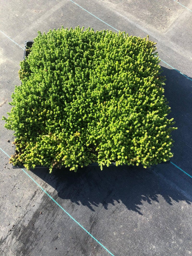 Photo for Sedum angelicum (Angelicum Stonecrop)