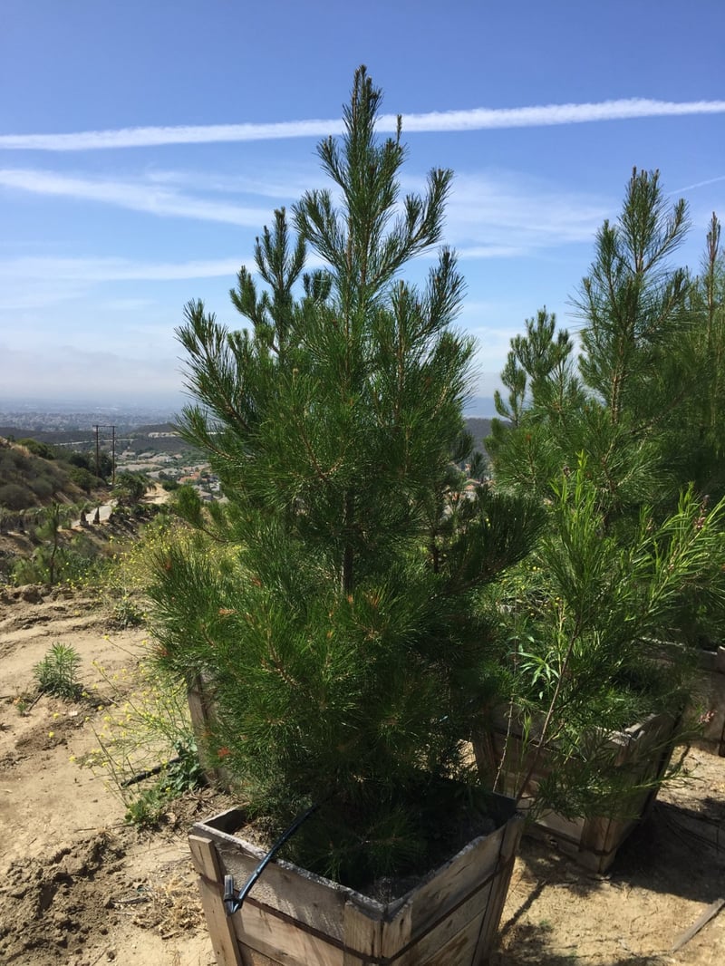 Photo for Pinus eldarica (Afghan Pine)