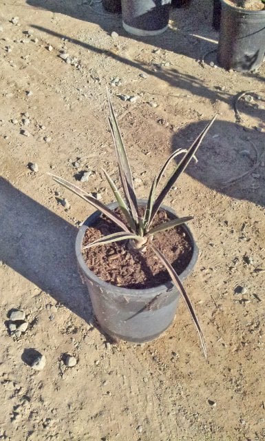 Photo for Yucca schidigera (Mohave Yucca, Spanish Dagger)