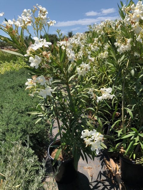 Photo for Nerium oleander 'White' (White Oleander)