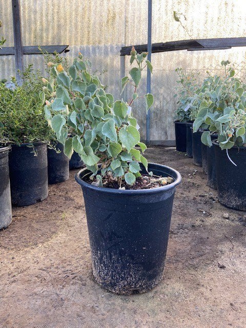Photo for Abutilon palmeri (Indian Mallow)