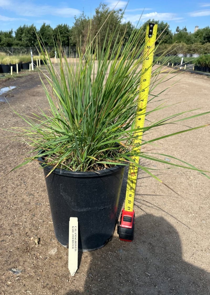 Photo for Calamagrostis × acutiflora 'Karl Foerster' (Karl Foerster Feather Reed Grass)