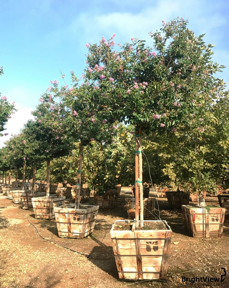 Photo for 	Lagerstroemia indica 'Watermelon Red' (Crape Myrtle)