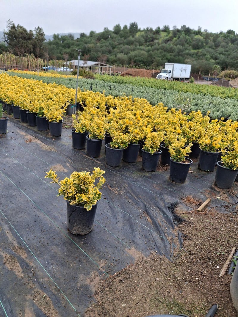 Photo for Euonymus japonicus 'Aureo-marginatus' (Golden Euonymus)