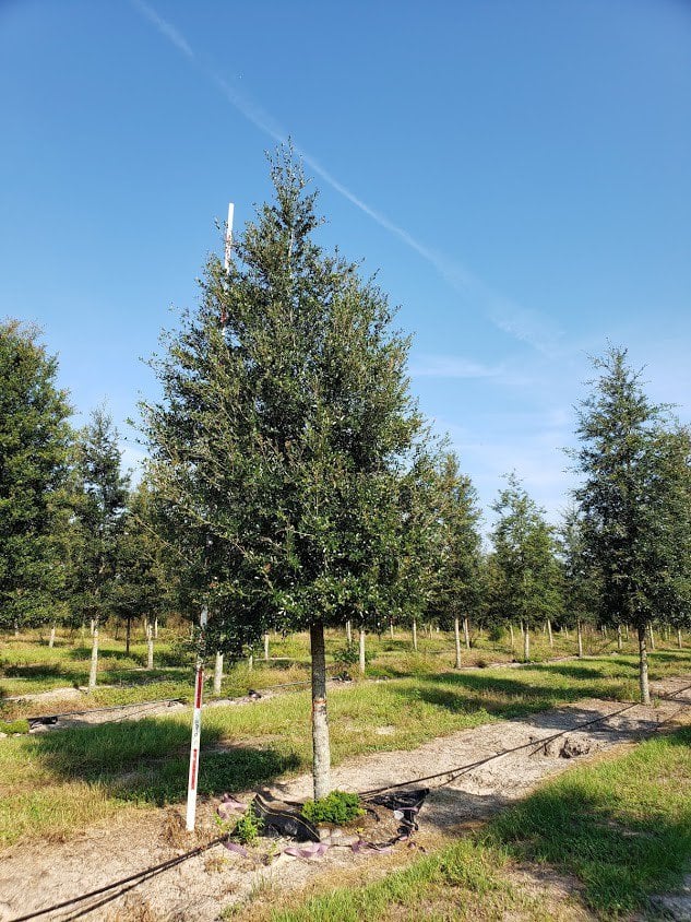 Photo for Quercus virginiana (Southern Live Oak)