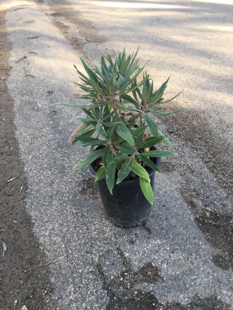 Photo for Echium fastuosum 'Pride of Madeira' (Pride of Madeira)