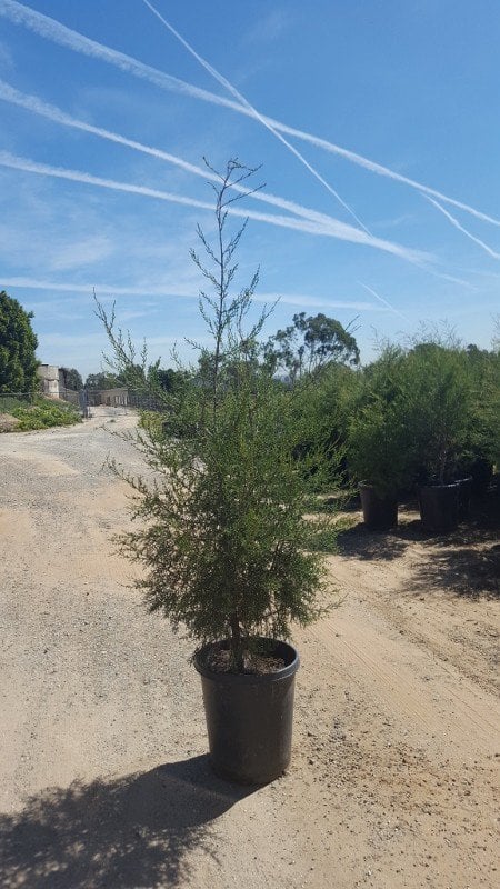 Photo for Cupressus forbesii (Tecate Cypress)