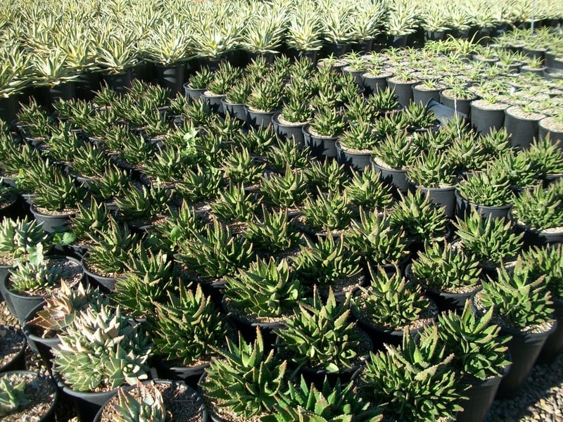 Photo for Aloe x nobilis (Golden Toothed Aloe)