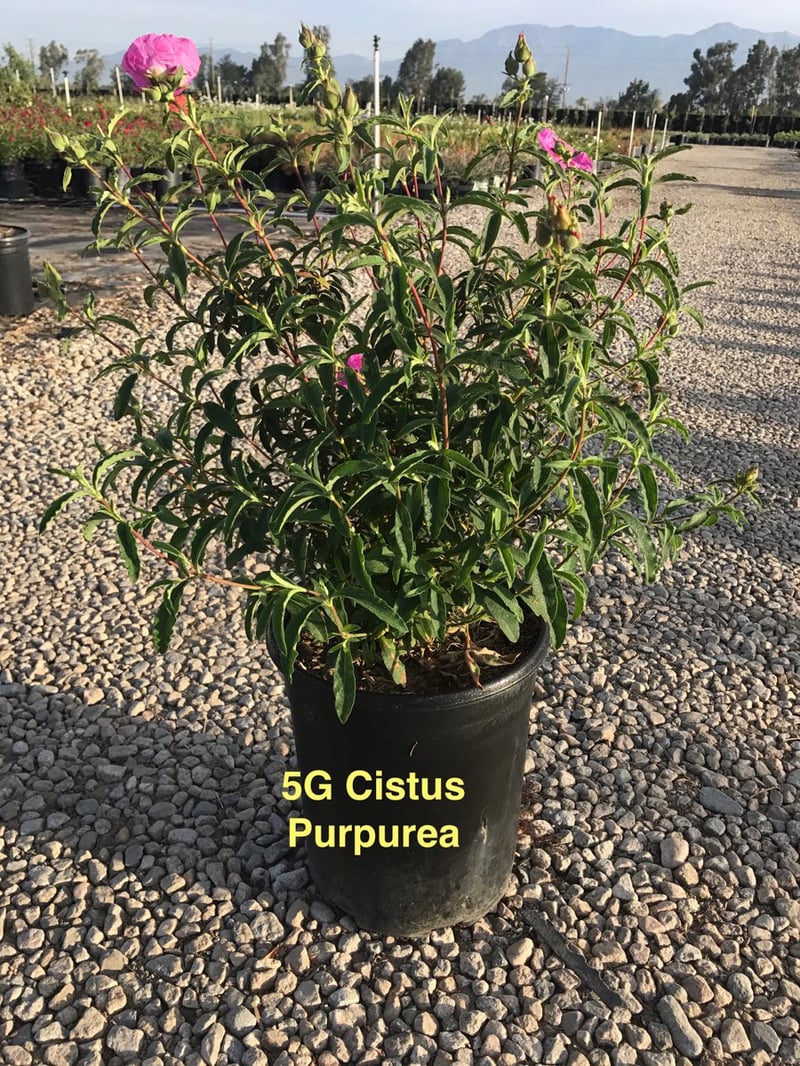 Photo for Cistus purpureus (Purple Rockrose)