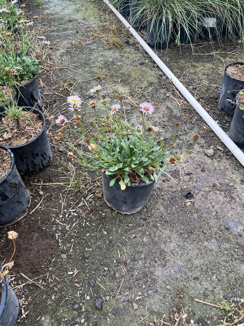 Photo for Erigeron glaucus (Seaside Daisy)