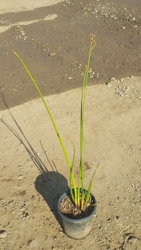 Photo for Scirpus californicus (California Bulrush)