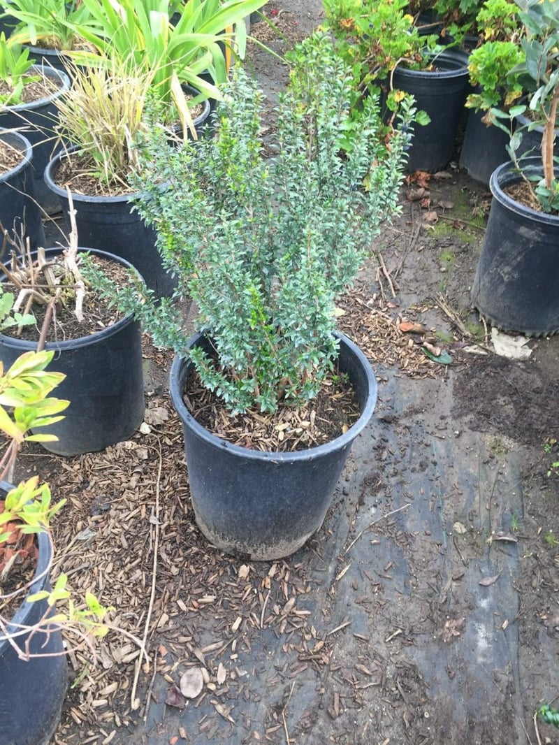 Photo for Myrtus communis 'Compacta' (Dwarf Myrtle)
