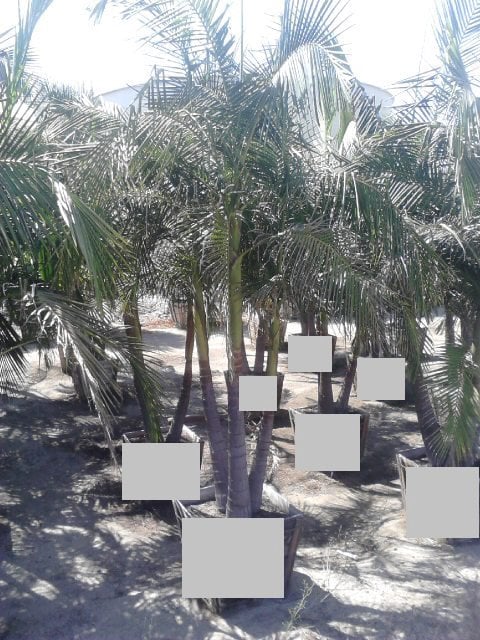 Photo for Archontophoenix cunninghamiana (Multi) (King Palm (Multi))