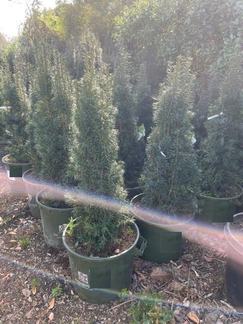 Photo for Taxus baccata (English Yew)
