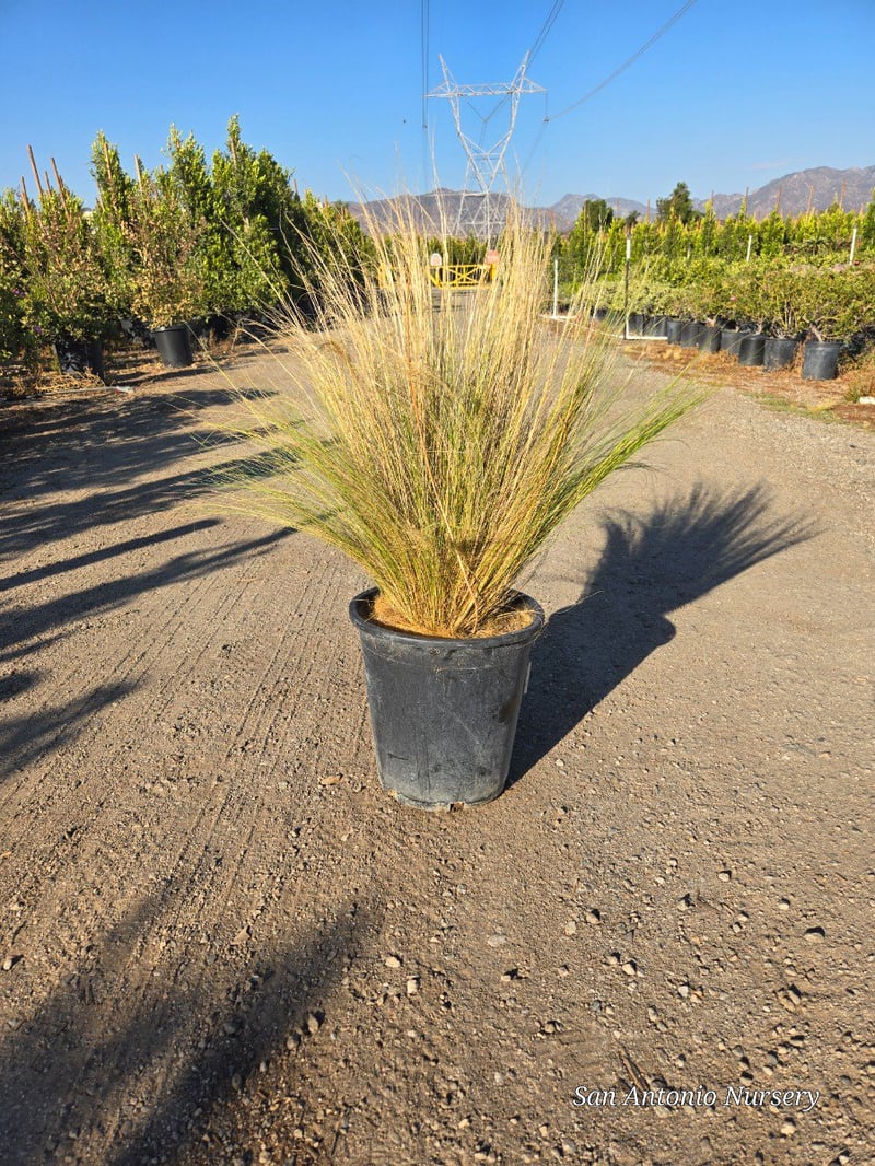 Photo for Nassella tenuissima 'Pony Tails'  (Mexican Feathergrass)