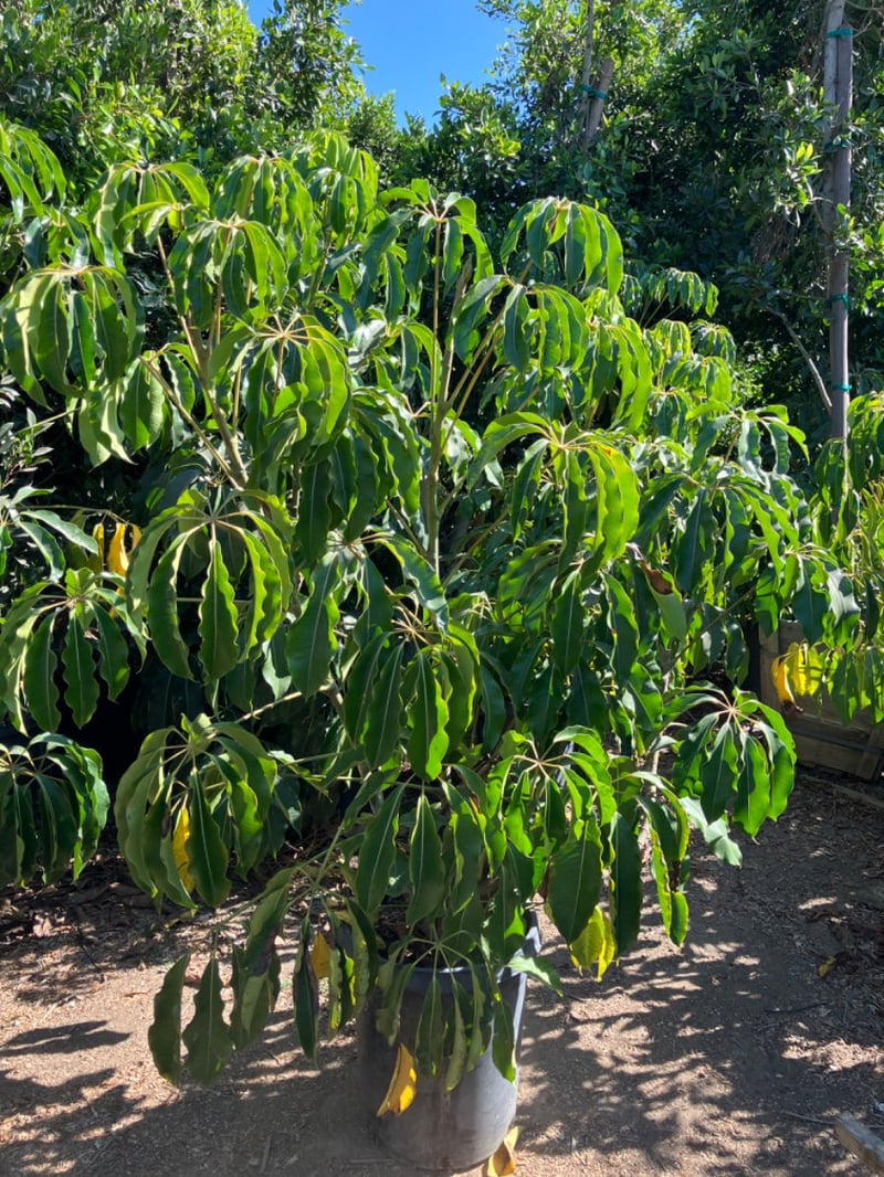 Photo for  Tupidanthus calyptratus (Umbrella Tree)