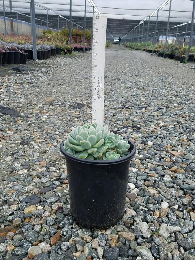 Photo for Echeveria elegans (Mexican Snowball)